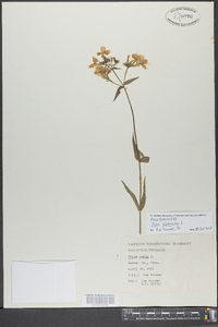 Phlox glaberrima image