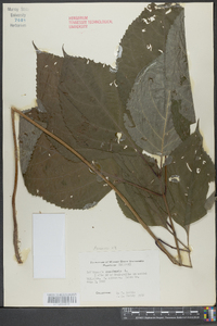 Collinsonia canadensis image