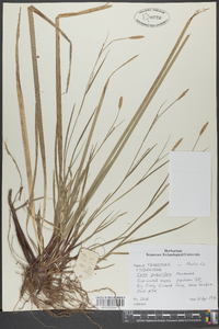 Carex purpurifera image