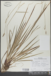 Carex purpurifera image