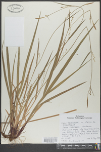 Carex purpurifera image