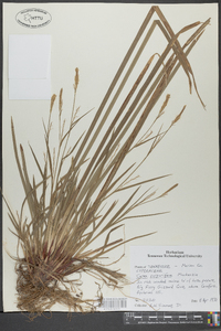 Carex purpurifera image