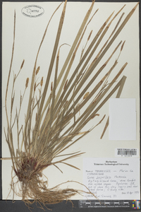 Carex purpurifera image