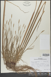 Carex purpurifera image