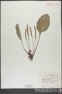 Plantago rugelii image