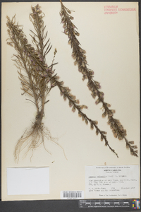 Liatris regimontis image