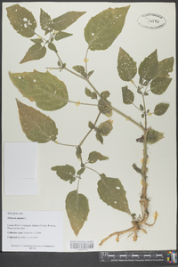 Solanum nigrum image