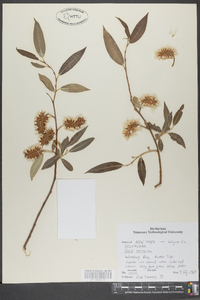 Salix serissima image