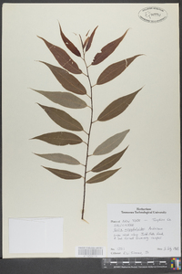 Salix amygdaloides image