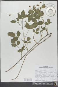 Rubus flagellaris image