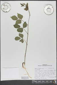 Rubus flagellaris image