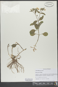 Stellaria pubera image