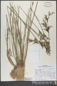 Juncus trigonocarpus image