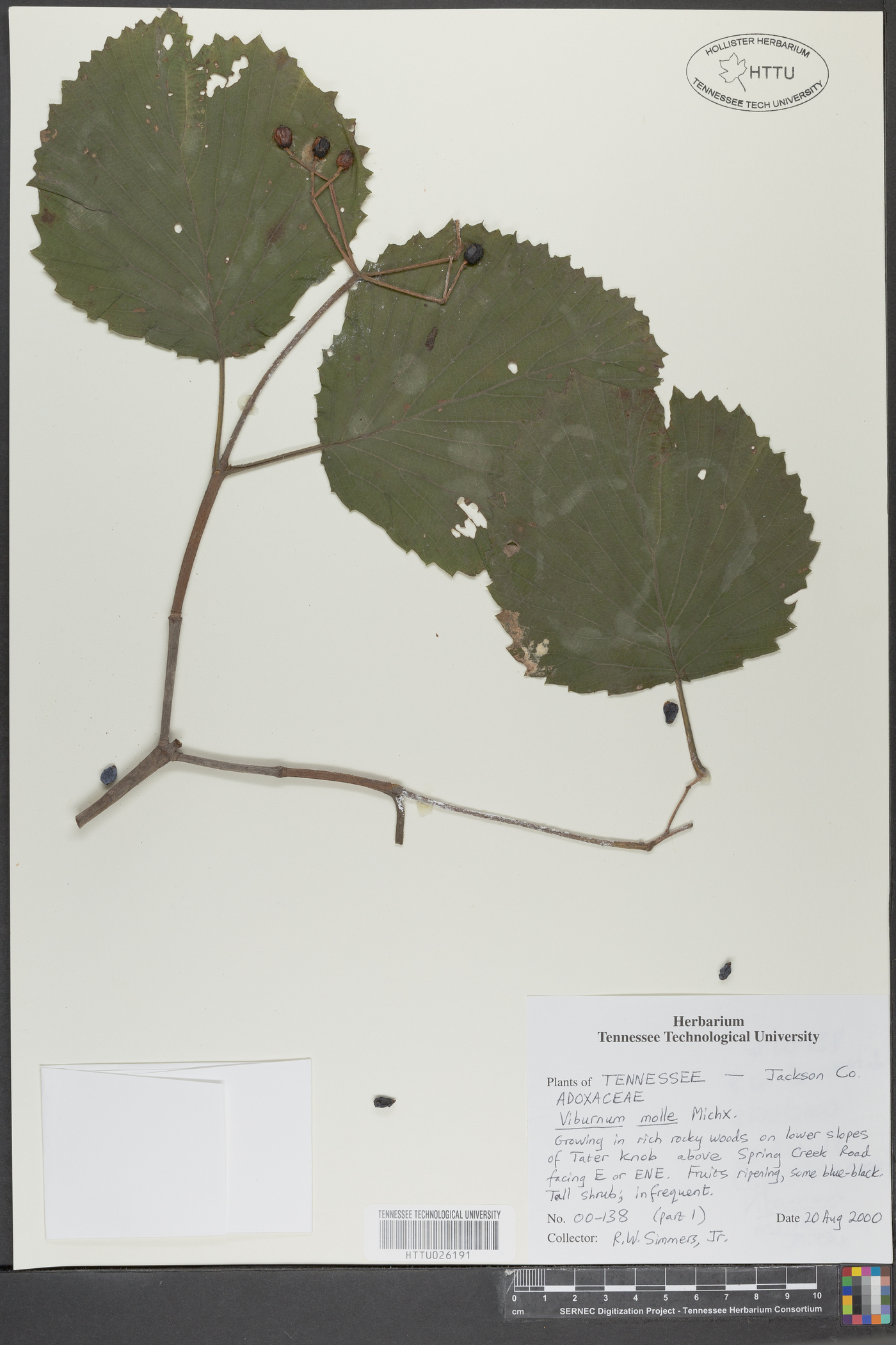 Viburnum molle image