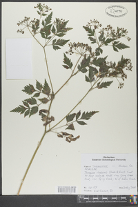 Thaspium chapmanii image