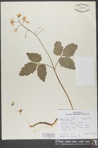 Cardamine diphylla image