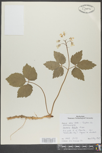 Cardamine diphylla image