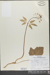 Cardamine diphylla image