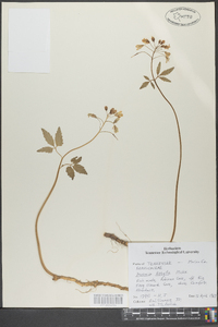 Cardamine diphylla image