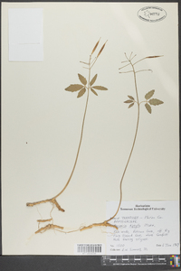 Cardamine diphylla image