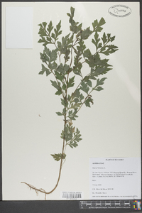 Bidens bipinnata image