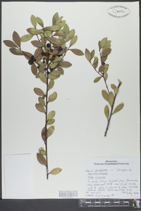 Ilex coriacea image