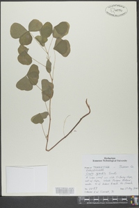 Oxalis grandis image