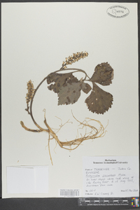 Pachysandra procumbens image