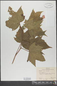 Rubus odoratus image