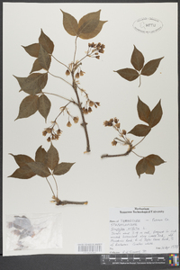 Staphylea trifolia image