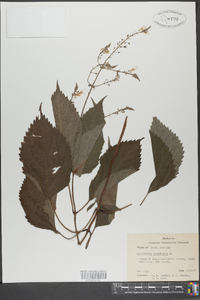 Collinsonia canadensis image