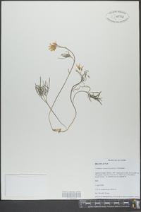 Cardamine dissecta image