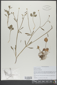 Ranunculus parviflorus image