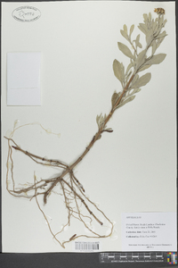 Borrichia frutescens image