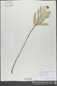 Borrichia frutescens image