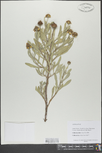 Borrichia frutescens image