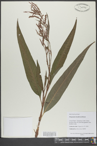 Polygonum densiflorum image