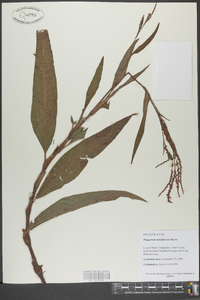 Polygonum densiflorum image