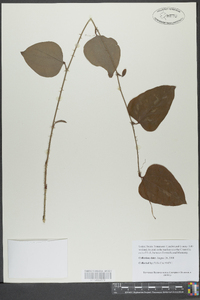 Smilax bona-nox image