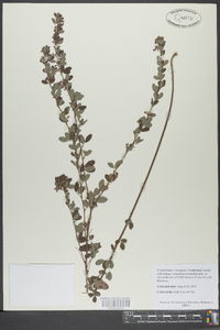 Lespedeza intermedia image