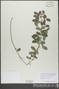 Lespedeza intermedia image