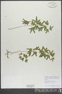 Lygodium palmatum image