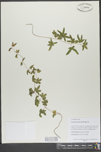 Lygodium palmatum image