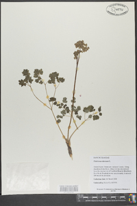 Thalictrum dioicum image