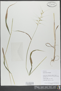 Elymus hystrix image