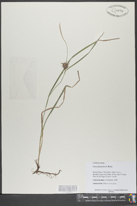 Carex louisianica image