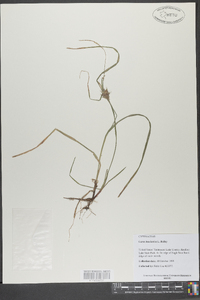 Carex louisianica image