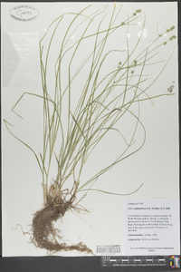 Carex radiata image