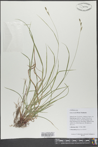 Carex swanii image