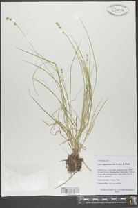 Carex appalachica image